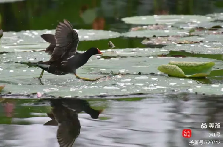 滨河公园里的红头水鸡